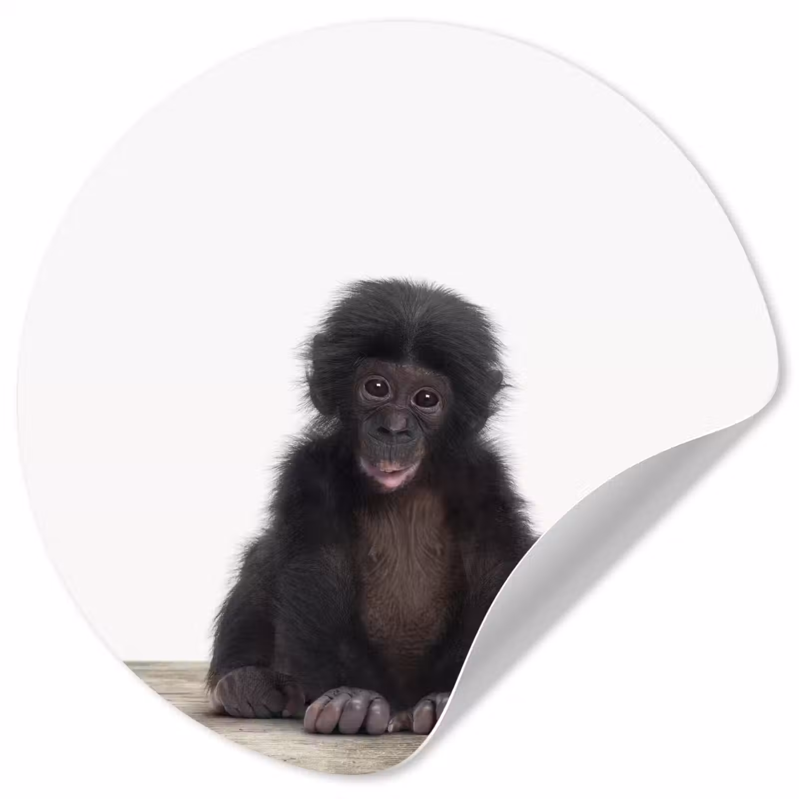 Behangcirkel - Kind - Aap - Chimpansee - Baby dieren - Jongens - Meiden — 1
