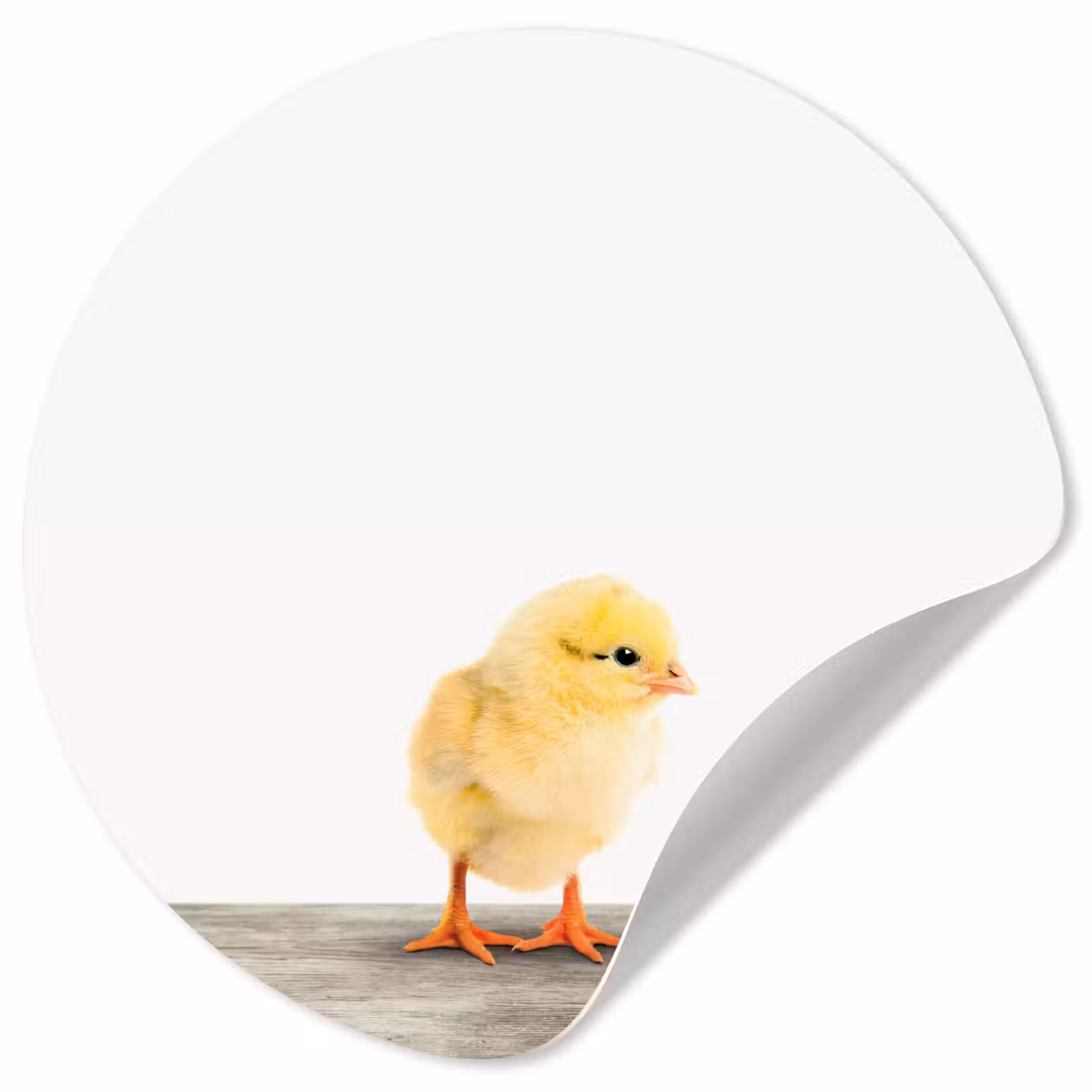 Behangcirkel - Kuiken - Dieren - Jongens - Meisjes - Kinderen — 1