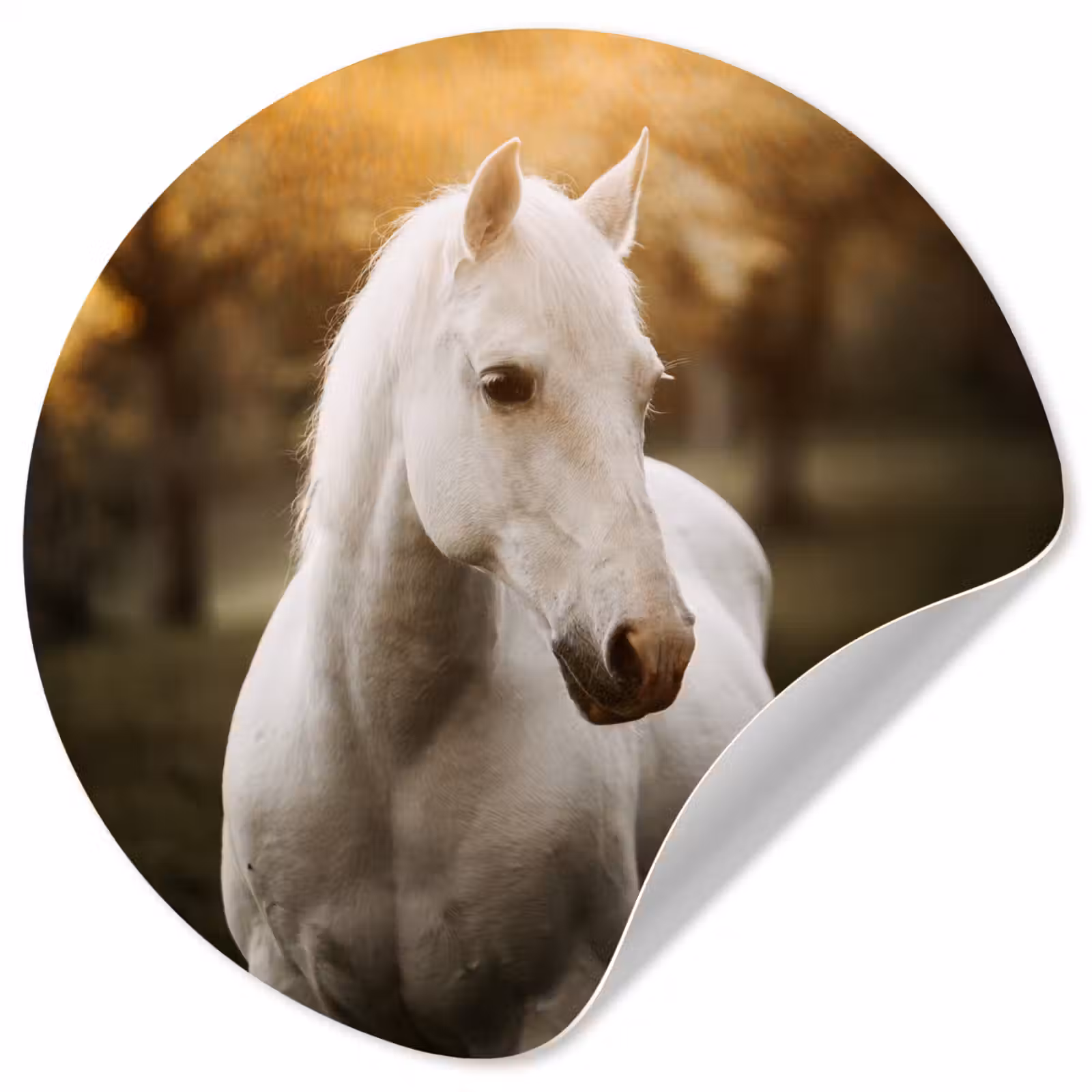 Behangcirkel - Paard - Zon - Herfst - Dieren - Natuur — 1
