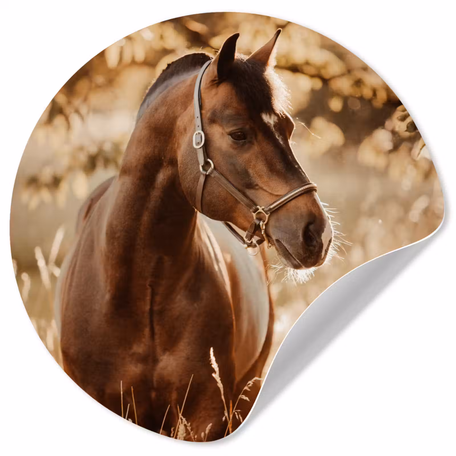 Behangcirkel - Paard - Zon - Portret - Natuur - Bruin — 1