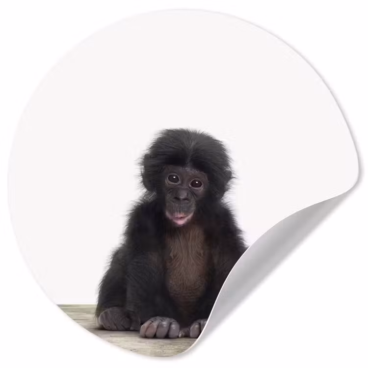Behangcirkel - Kind - Aap - Chimpansee - Baby dieren - Jongens - Meiden — 1