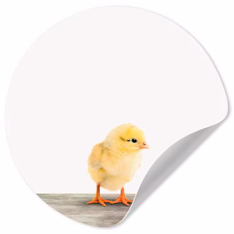 Behangcirkel - Kuiken - Dieren - Jongens - Meisjes - Kinderen — 1