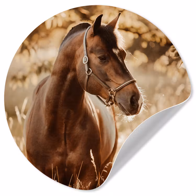 Behangcirkel - Paard - Zon - Portret - Natuur - Bruin — 1