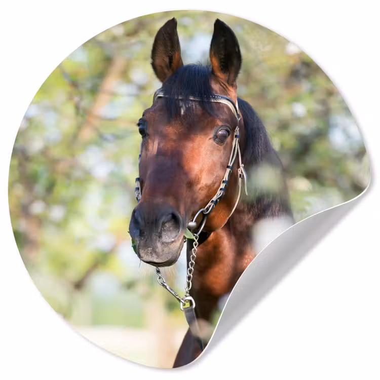 Behangcirkel - Paarden - Bloesem - Lente - Dieren — 1