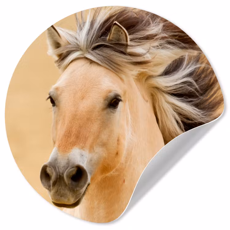 Behangcirkel - Paarden - Dieren - Manen - Portret — 1