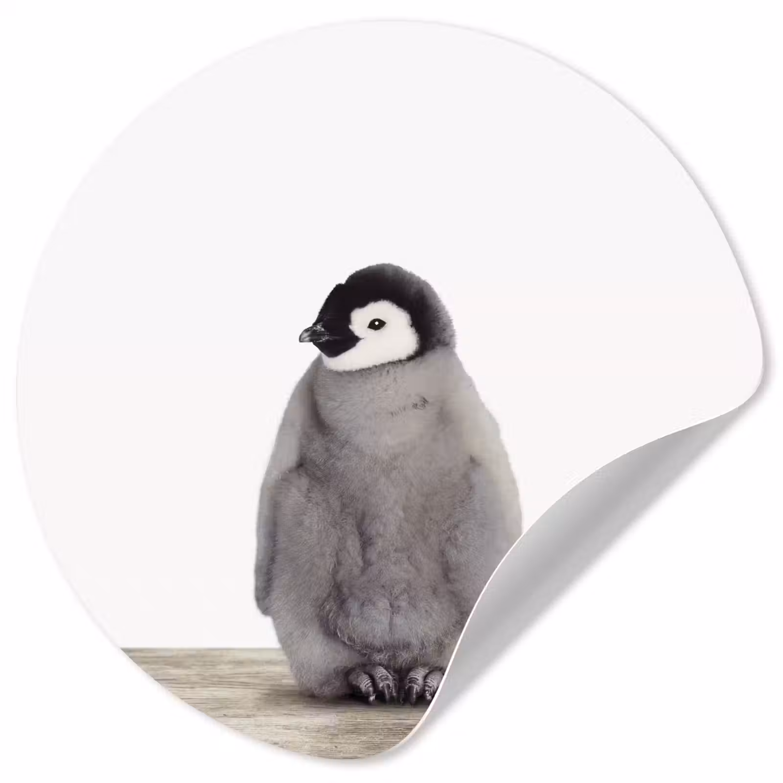 Behangcirkel - Kinderen - Pinguïn - Grijs - Dieren - Meisjes - Jongens — 1