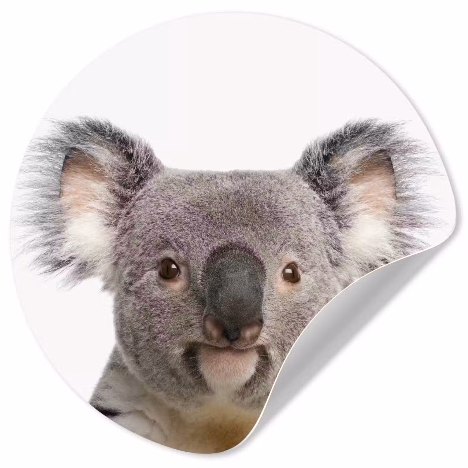 Behangcirkel - Koala - Koala beer - Meisjes - Jongens - Kinderen - Dieren — 1