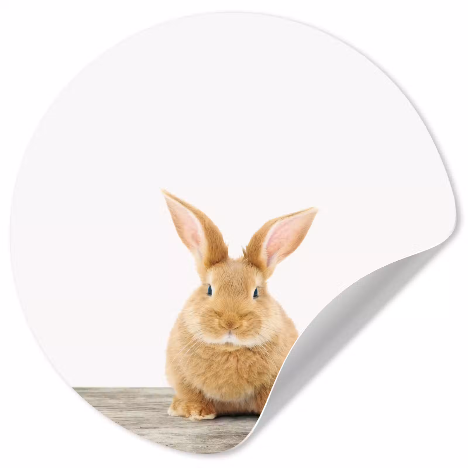 Behangcirkel - Konijn - Baby konijn - Dieren - Kind - Meisjes - Jongens — 1