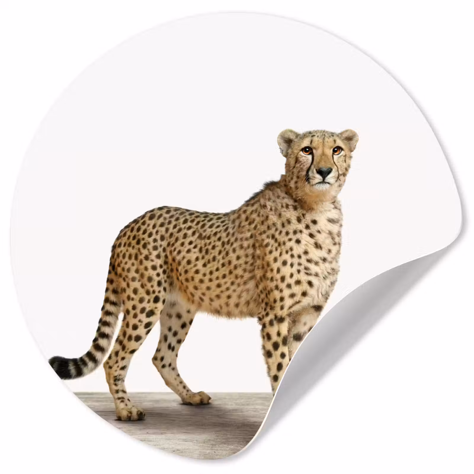 Behangcirkel - Luipaard - Dieren - Witte achtergrond - Kinderen - Jongens - Meisjes — 1