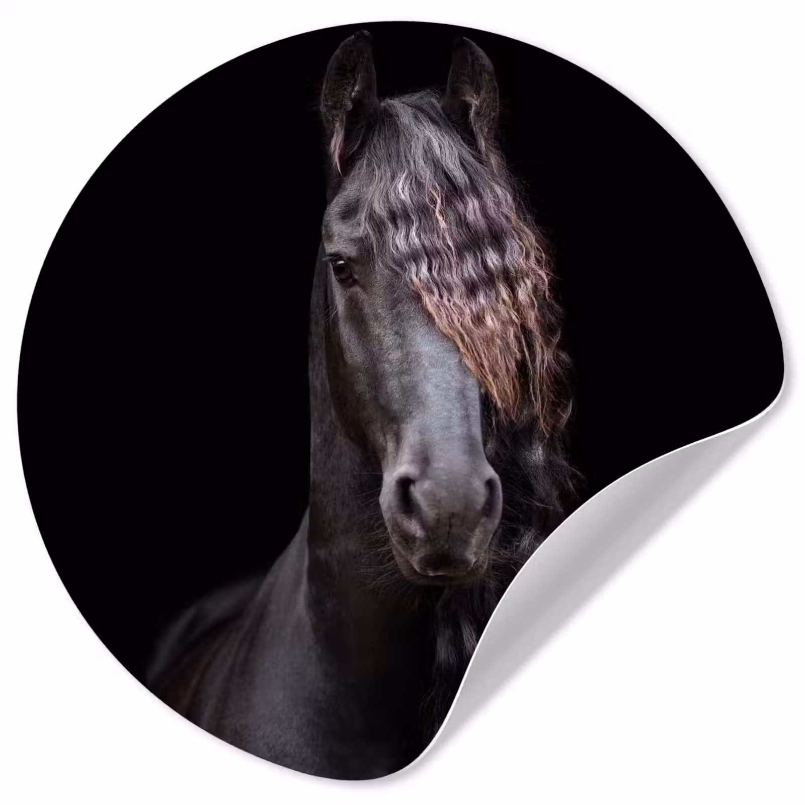 Behangcirkel - Paarden - Fries - Manen - Zwart - Dieren — 1