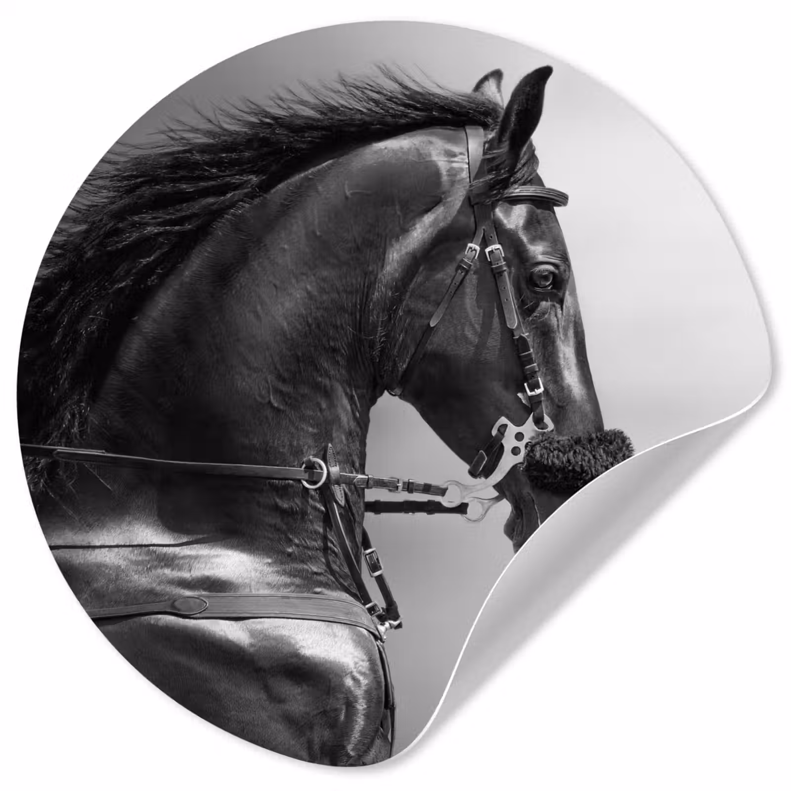 Behangcirkel - Paarden - Zwart - Portret - Dieren — 1
