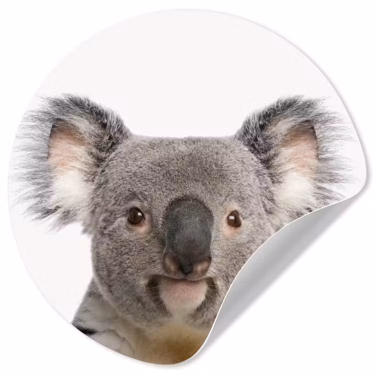 Behangcirkel - Koala - Koala beer - Meisjes - Jongens - Kinderen - Dieren — 1