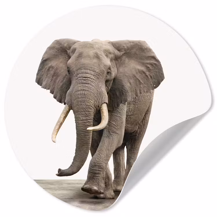 Behangcirkel - Olifant - Kinderen - Jongens - Dieren - Meisjes — 1