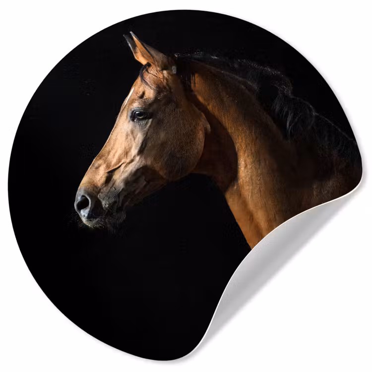 Behangcirkel - Paard - Dieren - Nacht - Zwart — 1