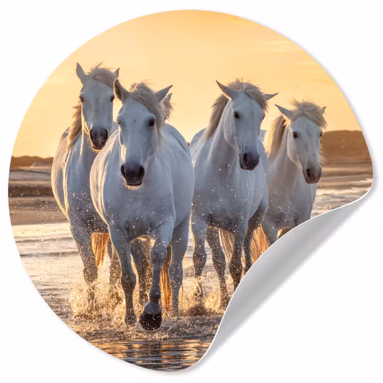 Behangcirkel - Paarden - Water - Strand - Dieren — 1