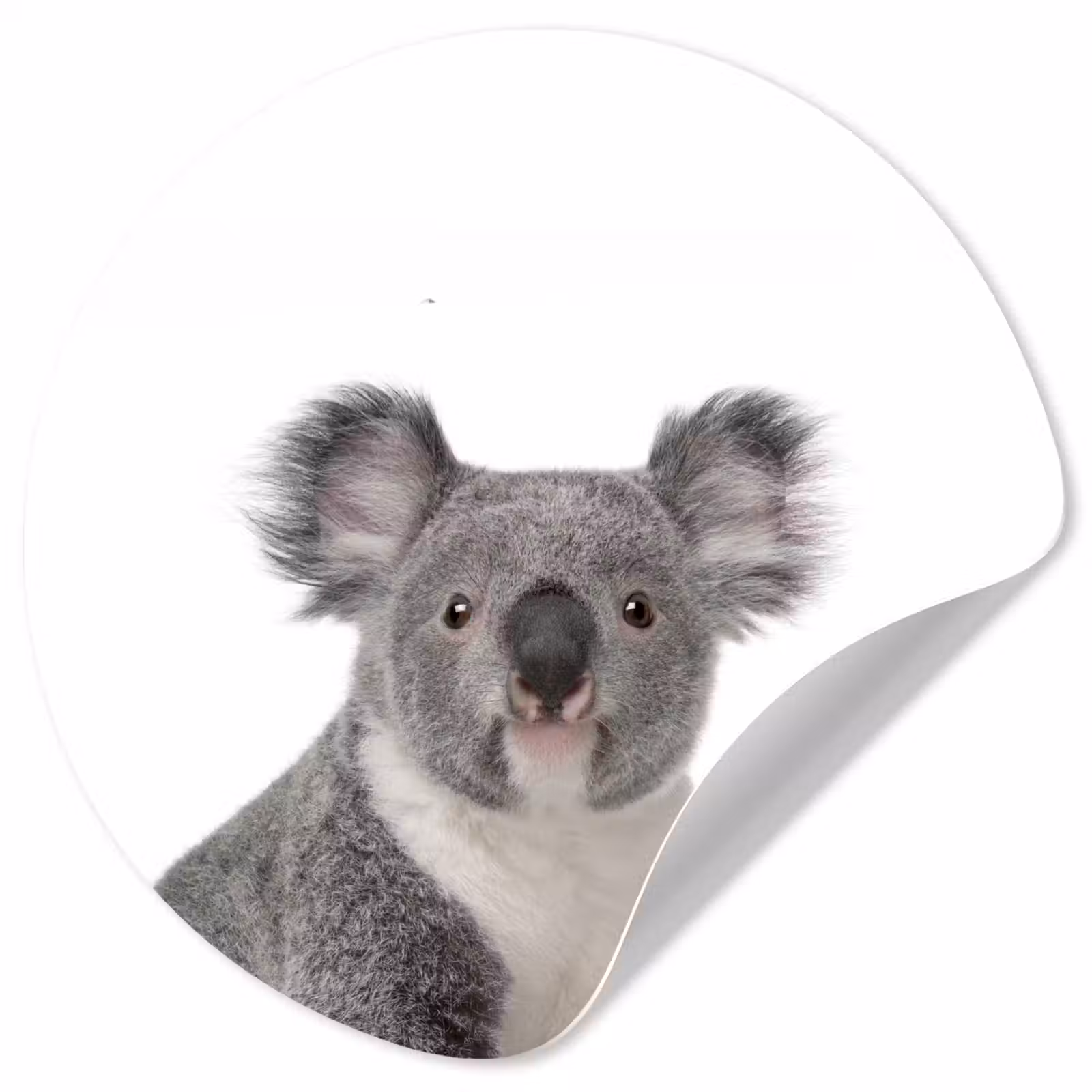 Behangcirkel - Koala - Dieren - Kind - Wit - Meisje - Jongen — 1