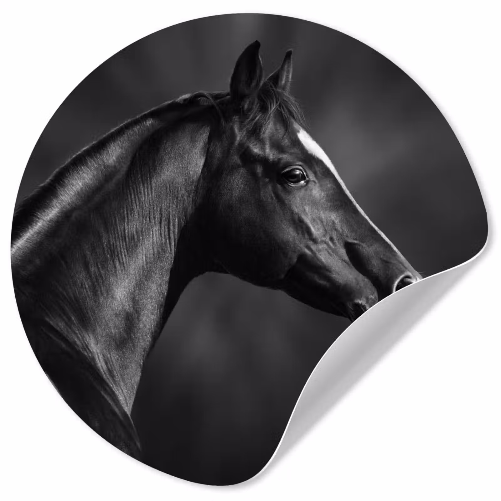 Behangcirkel - Paard - Dieren - Zwart - Wit - Portret — 1