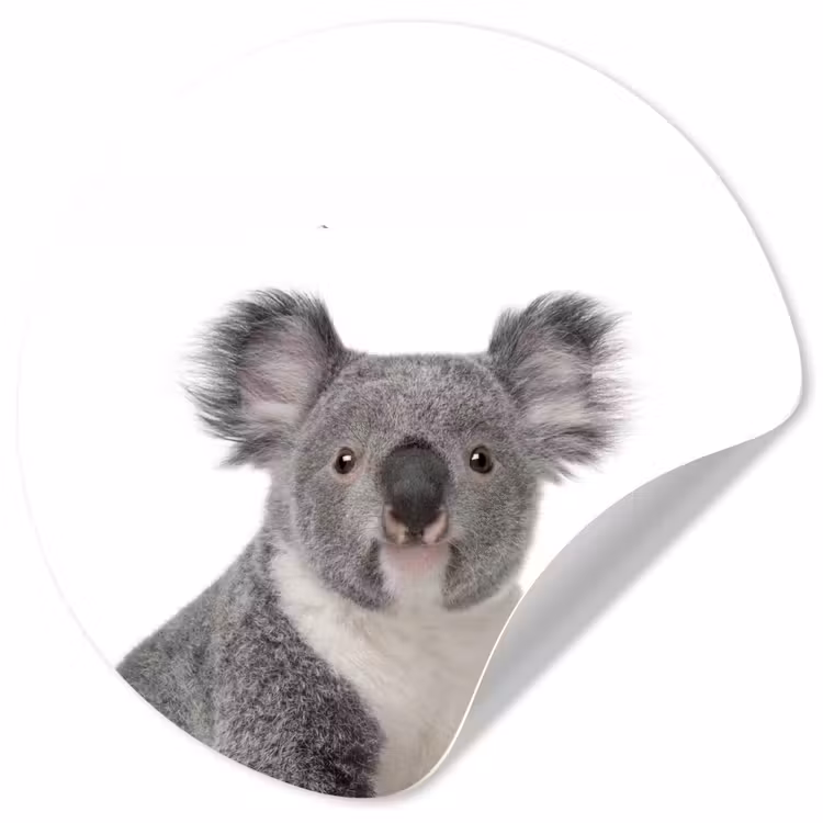 Behangcirkel - Koala - Dieren - Kind - Wit - Meisje - Jongen — 1