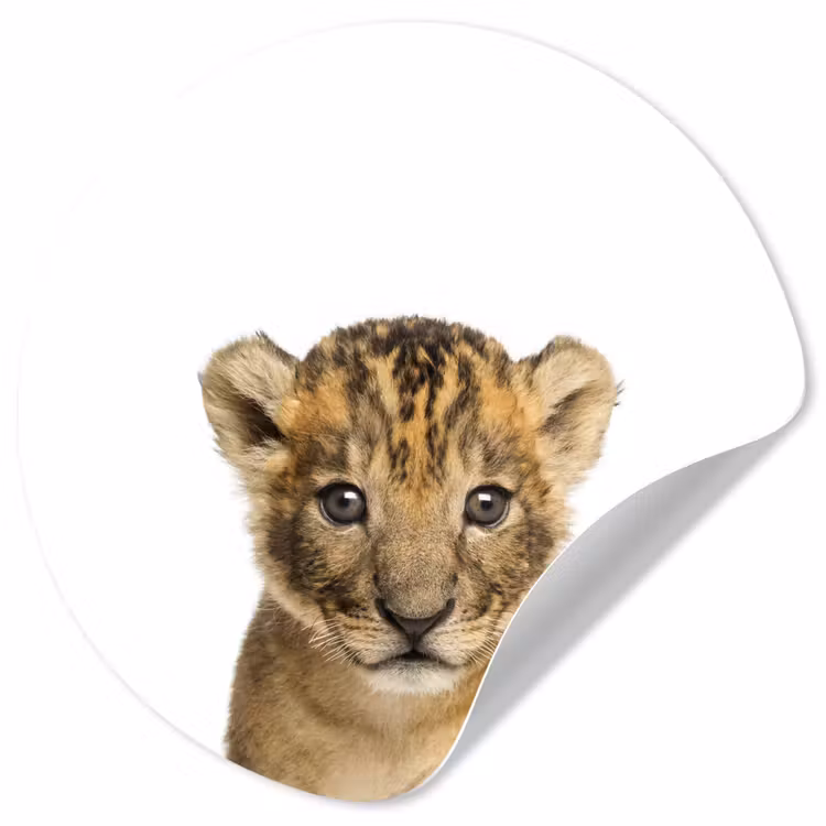 Behangcirkel - Leeuw - Kinderen - Wilde dieren - Welp - Jongen — 1
