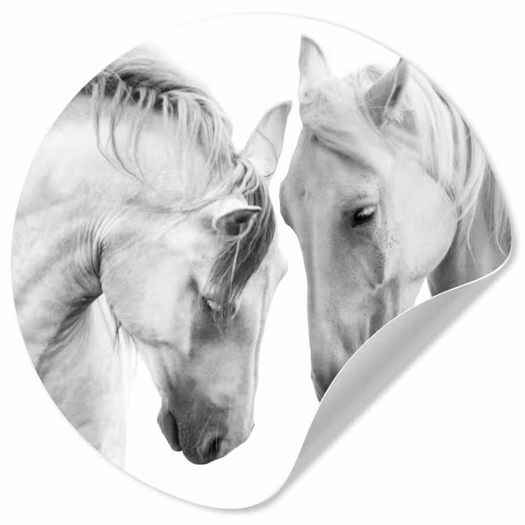 Behangcirkel - Paard - Dieren - Portret - Wit — 1