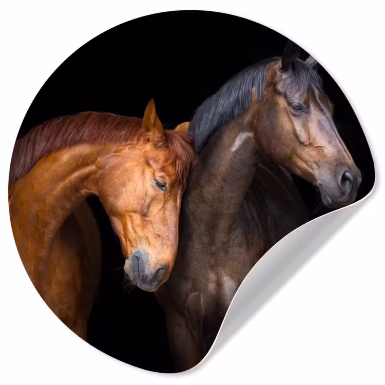 Behangcirkel - Paarden - Dieren - Portret - Bruin — 1