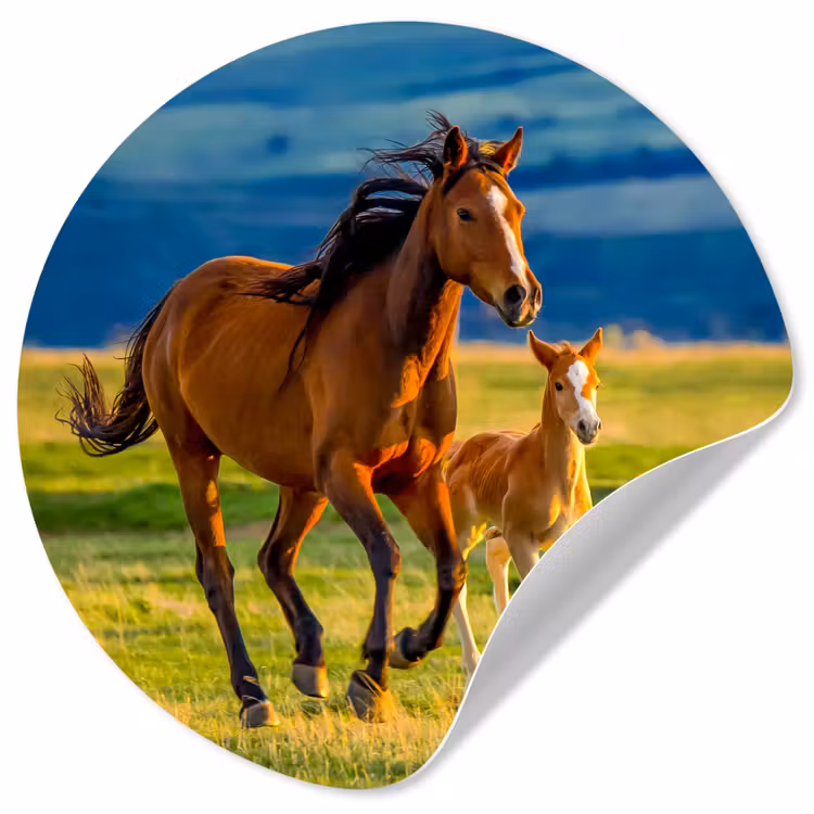 Behangcirkel - Paarden - Gras - Dieren - Landschap - Natuur — 1