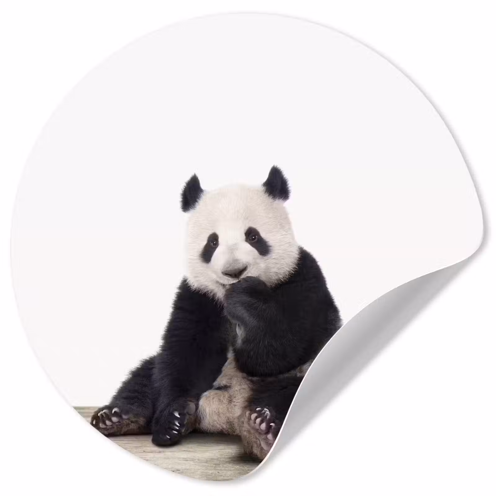 Behangcirkel - Panda - Dieren - Kinderen - Jongens - Meisjes - Pandabeer — 1