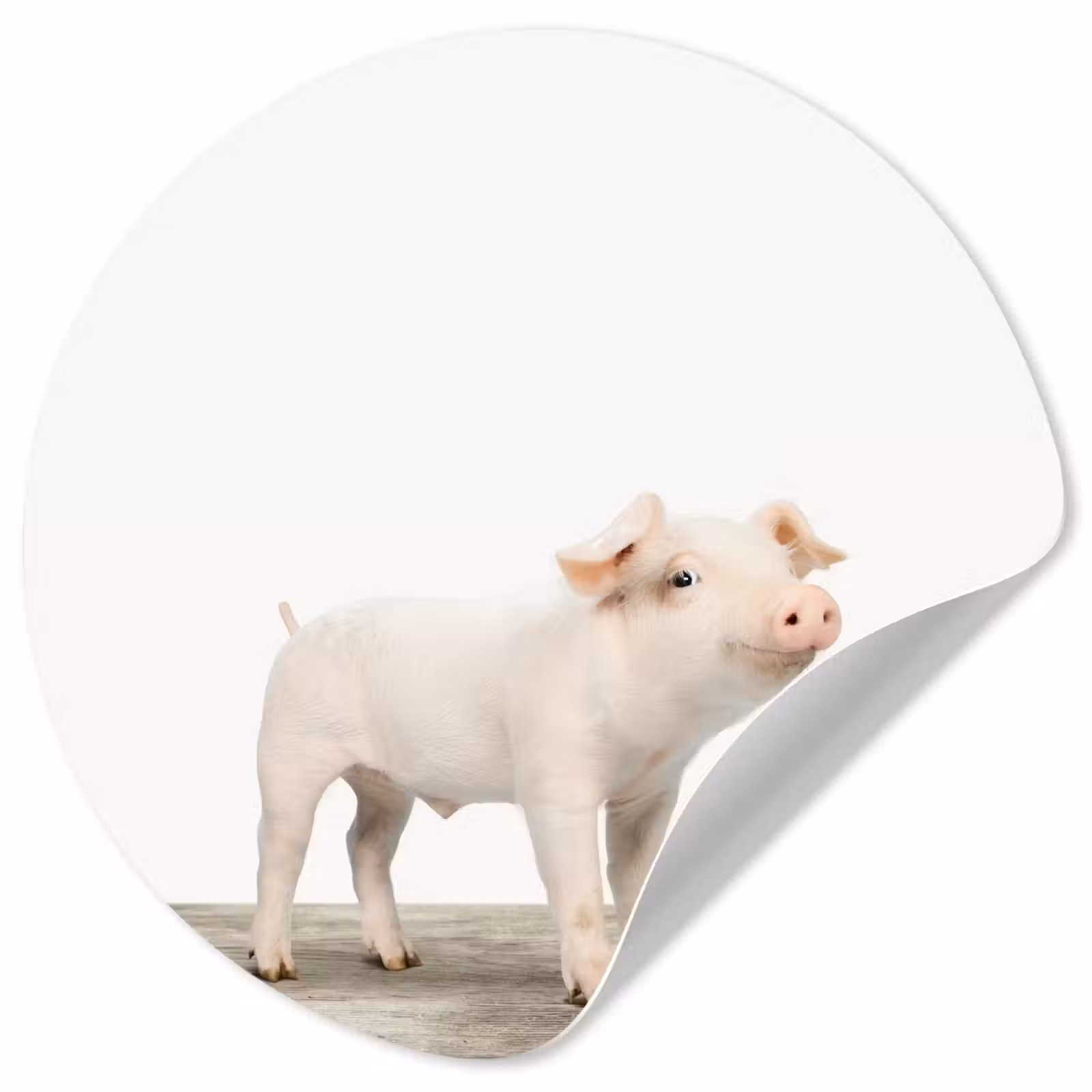Behangcirkel - Varkentje - Big - Dieren - Roze - Jongens - Meisjes - Kinderen — 1