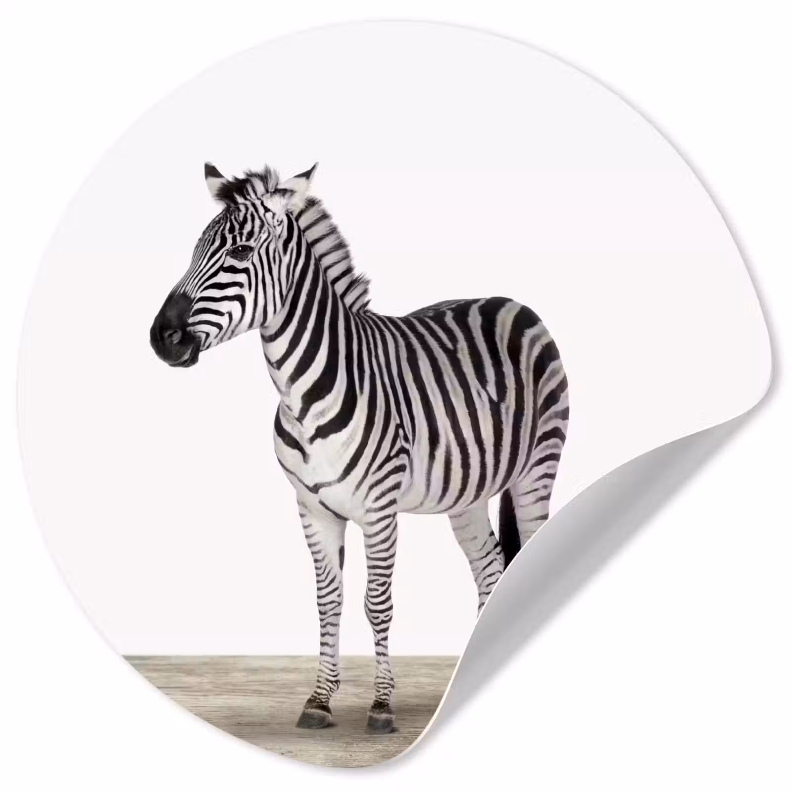 Behangcirkel - Zebra - Meisjes - Dieren - Kinderen - Jongens — 1