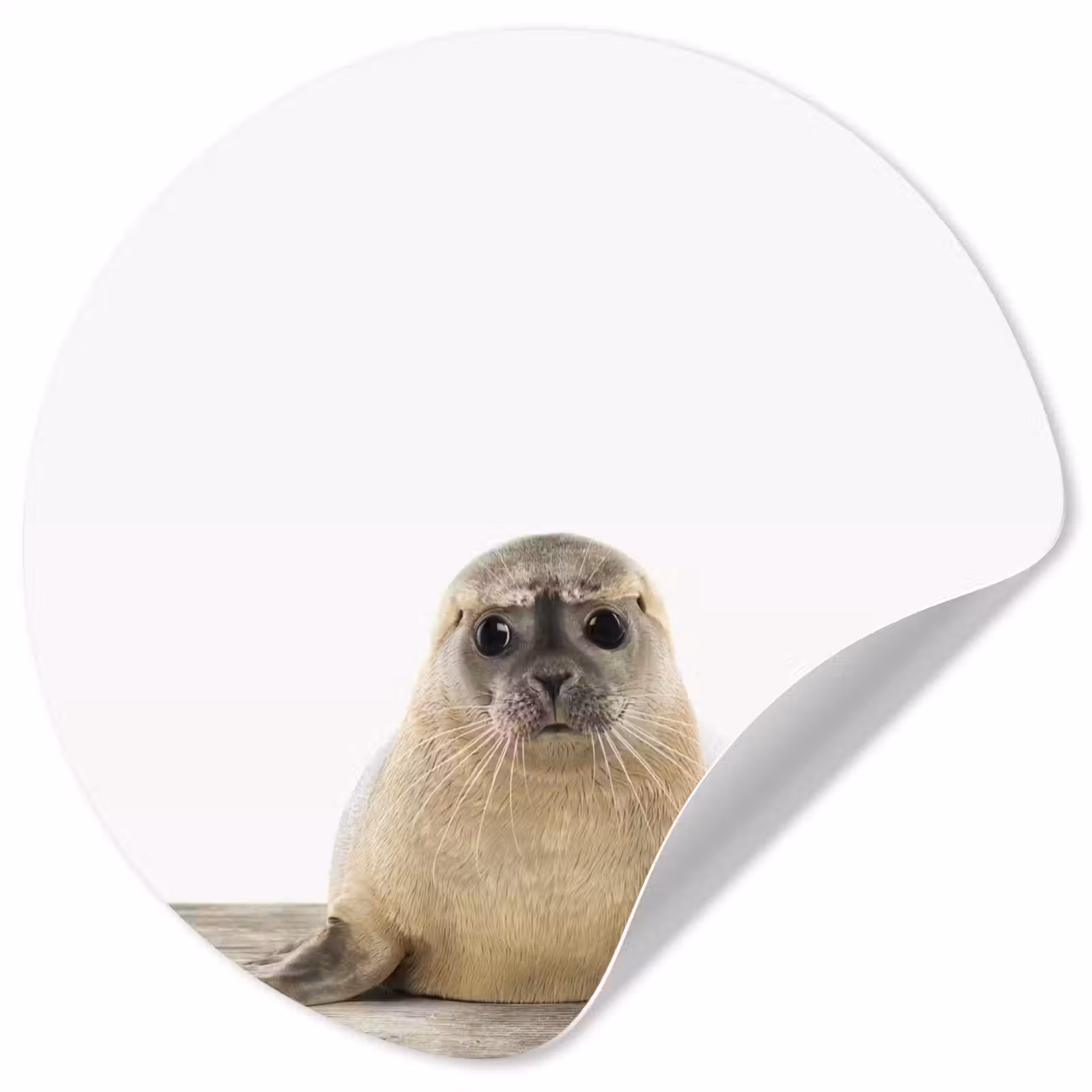 Behangcirkel - Zeehond - Dieren - Kind - Jongens - Meisjes - Kinderen — 1