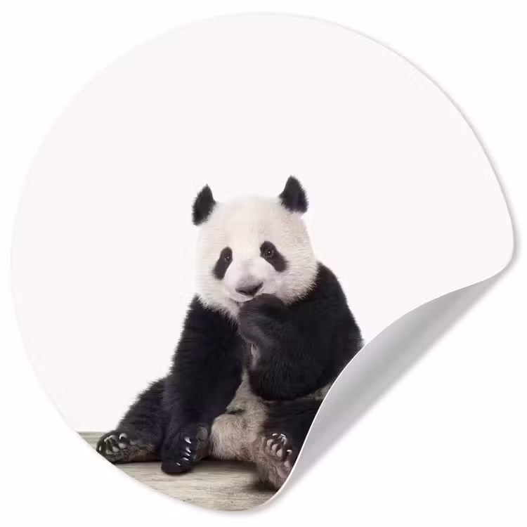 Behangcirkel - Panda - Dieren - Kinderen - Jongens - Meisjes - Pandabeer — 1