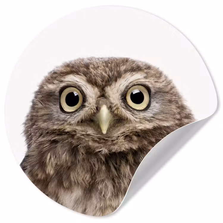 Behangcirkel - Uilskuiken - Uil - Portret - Bruin - Vogel - Jongens - Meisjes — 1