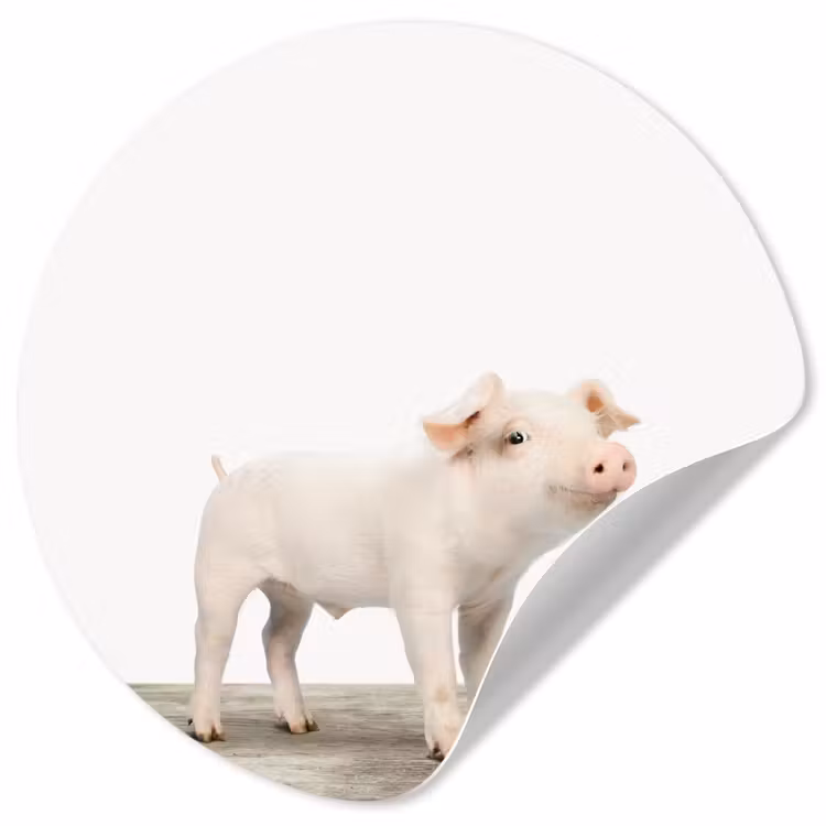 Behangcirkel - Varkentje - Big - Dieren - Roze - Jongens - Meisjes - Kinderen — 1
