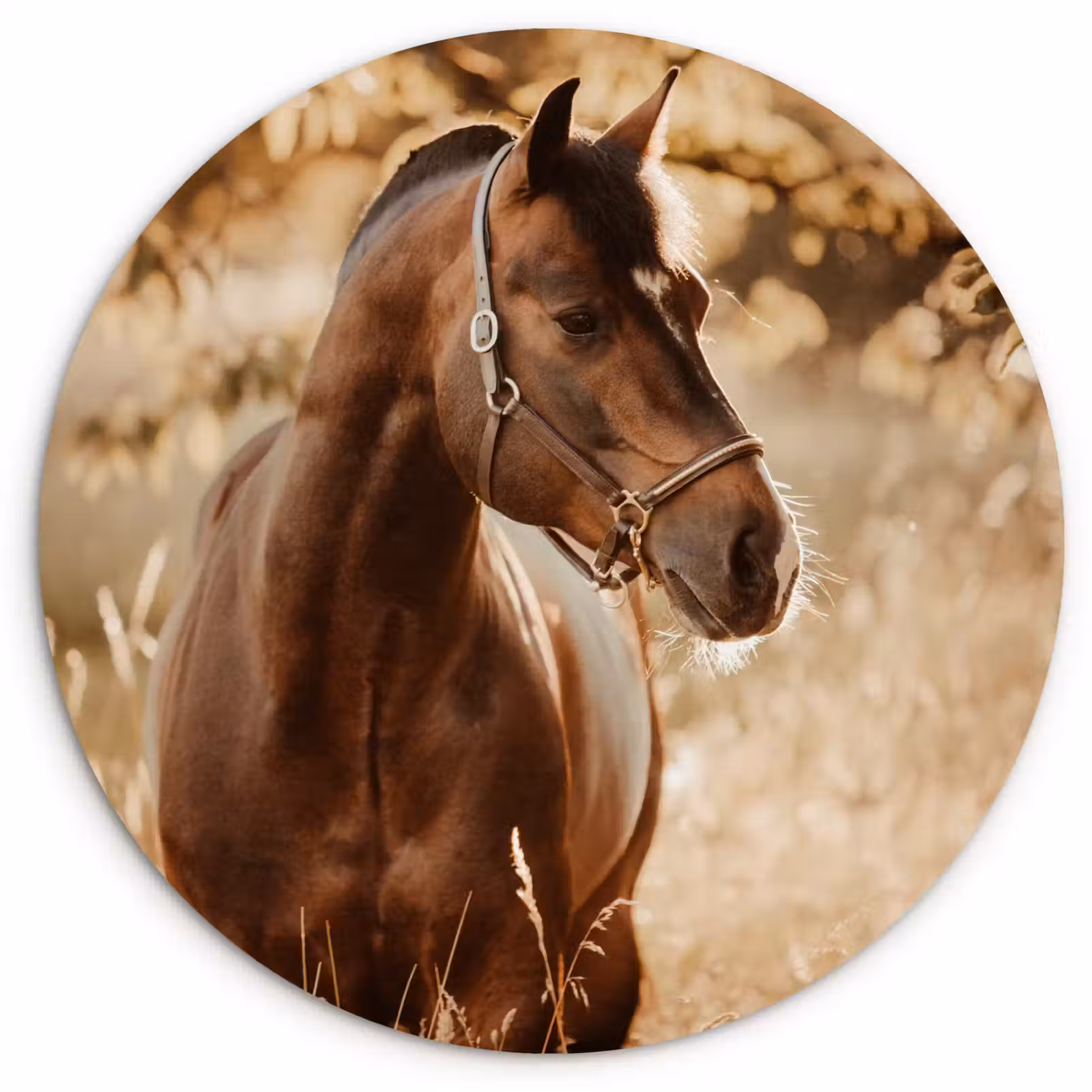 Muurcirkel - Paard - Zon - Portret - Natuur - Bruin — 1