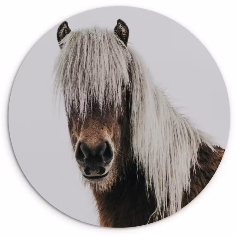 Muurcirkel - Paarden - Dieren - Portret - Bruin - Wit — 1