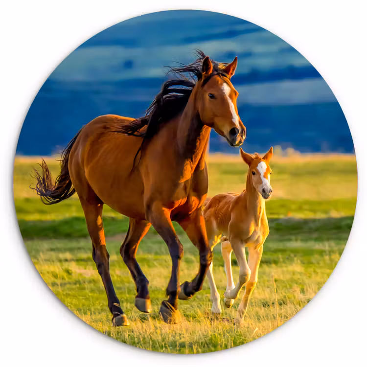 Muurcirkel - Paarden - Gras - Dieren - Landschap - Natuur — 1