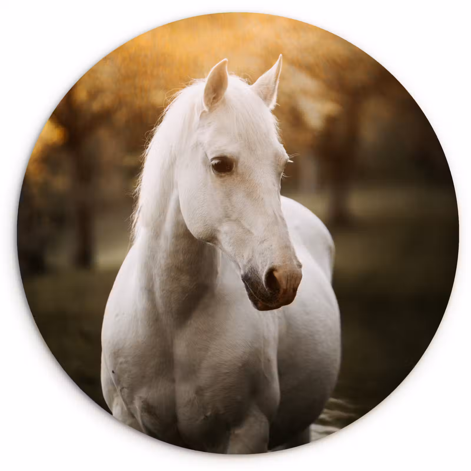 Muurcirkel - Paard - Zon - Herfst - Dieren - Natuur — 1