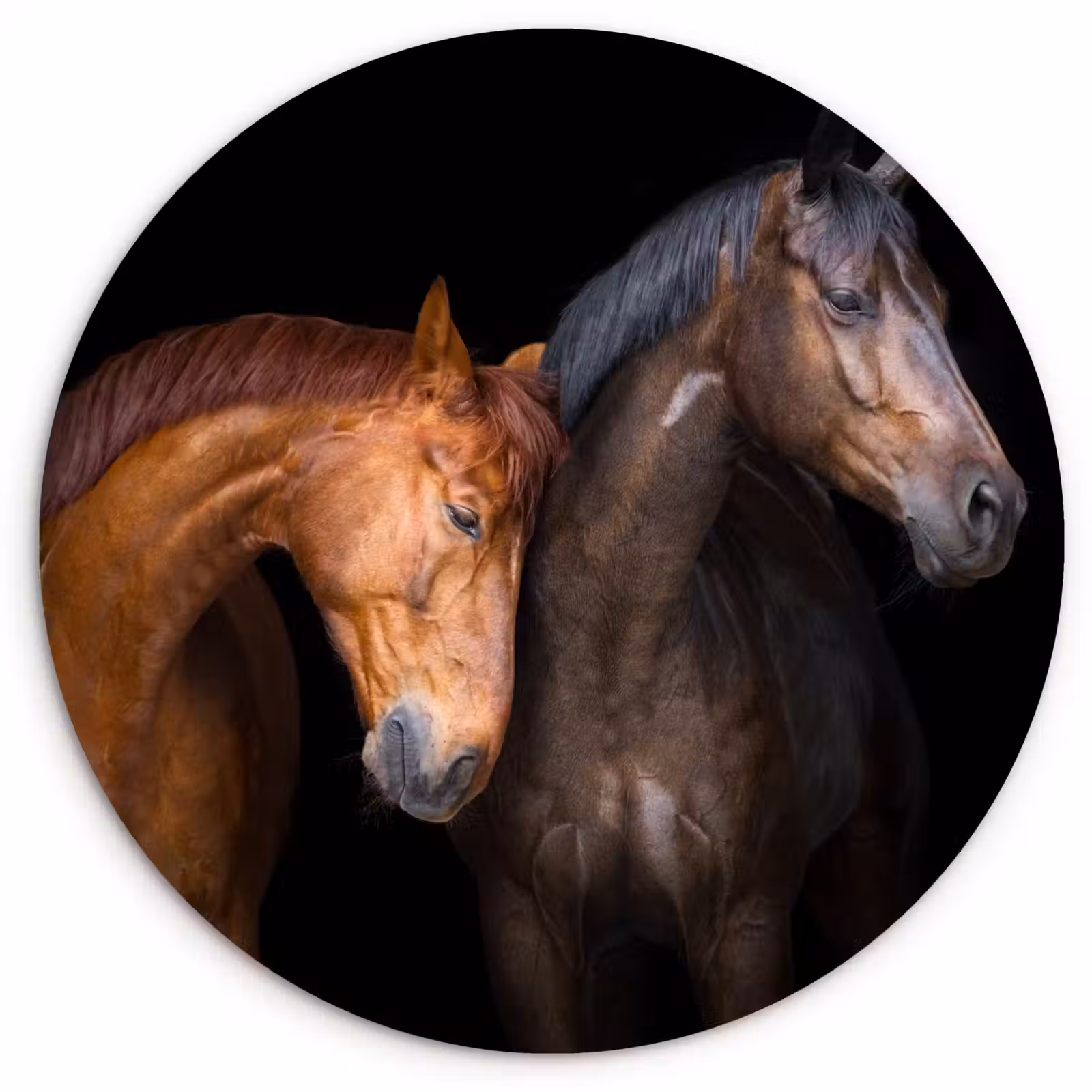 Muurcirkel - Paarden - Dieren - Portret - Bruin — 1