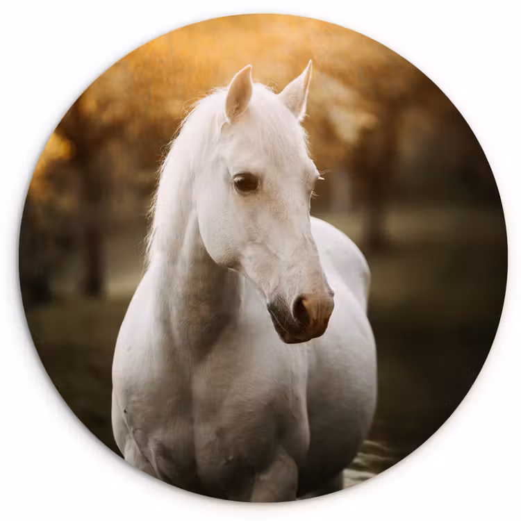 Muurcirkel - Paard - Zon - Herfst - Dieren - Natuur — 1
