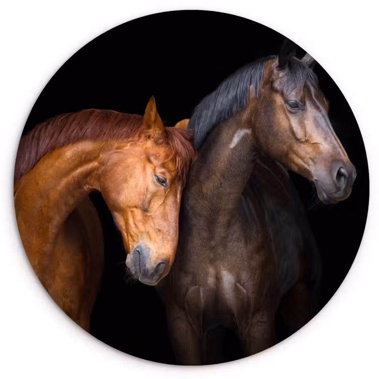 Muurcirkel - Paarden - Dieren - Portret - Bruin — 1