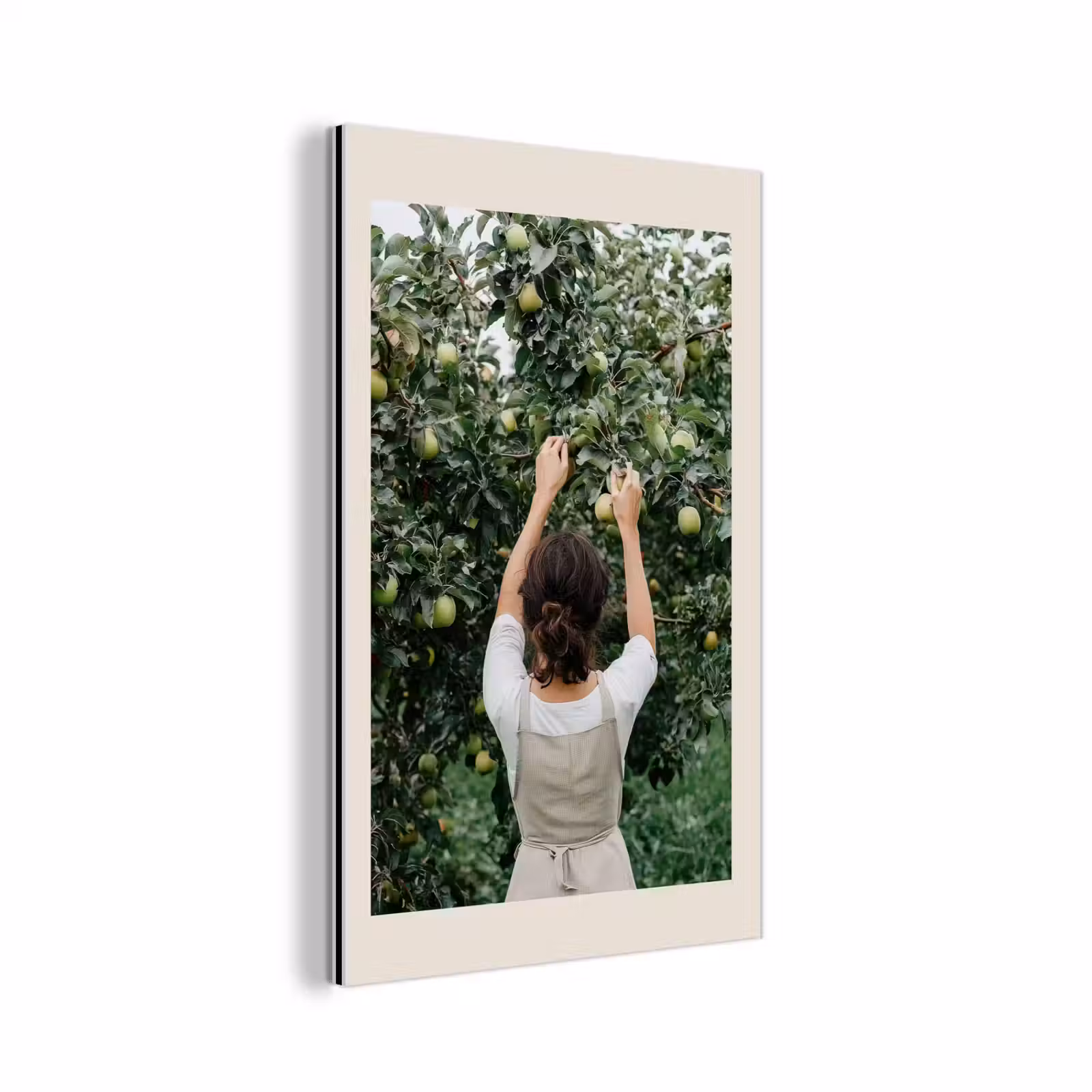 Aluminium schilderij - Boom - Appels - Plukken - Natuur — 1