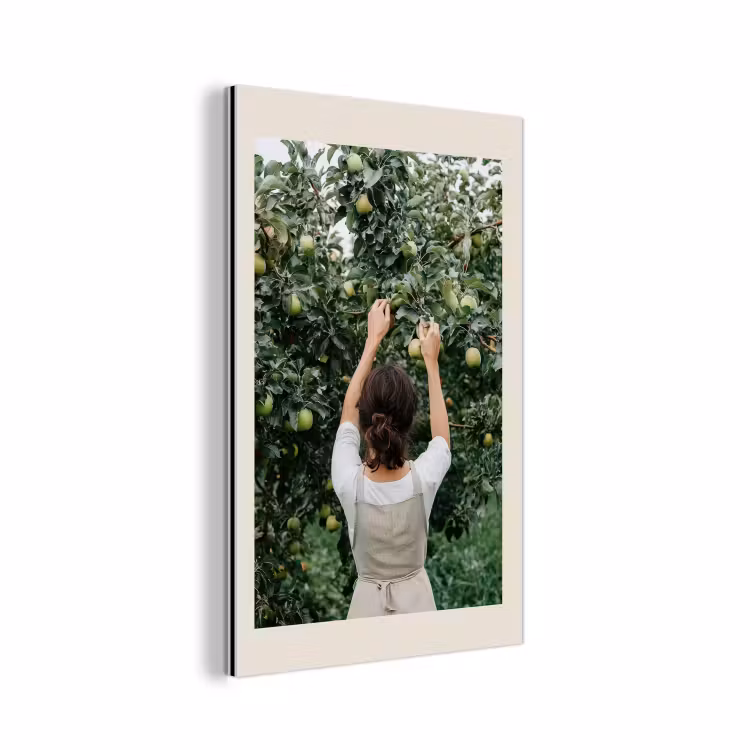 Aluminium schilderij - Boom - Appels - Plukken - Natuur — 1