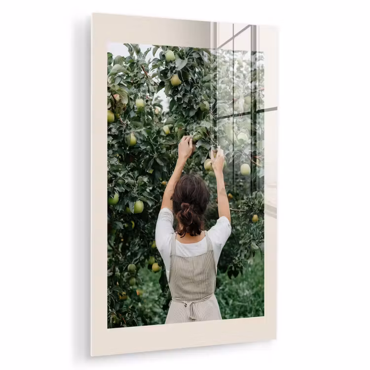 Glas schilderij - Boom - Appels - Plukken - Natuur — 1