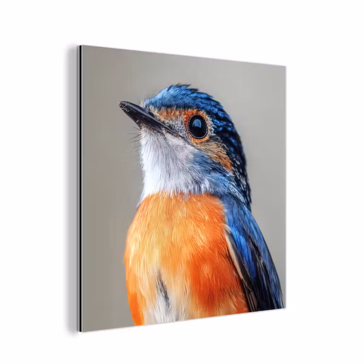 Aluminium schilderij - Kleurrijk - Vogeltje - Veren - Blauw — 1