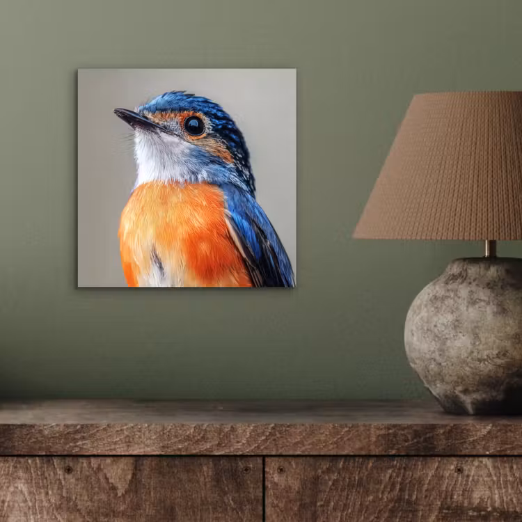 Aluminium schilderij - Kleurrijk - Vogeltje - Veren - Blauw — 3
