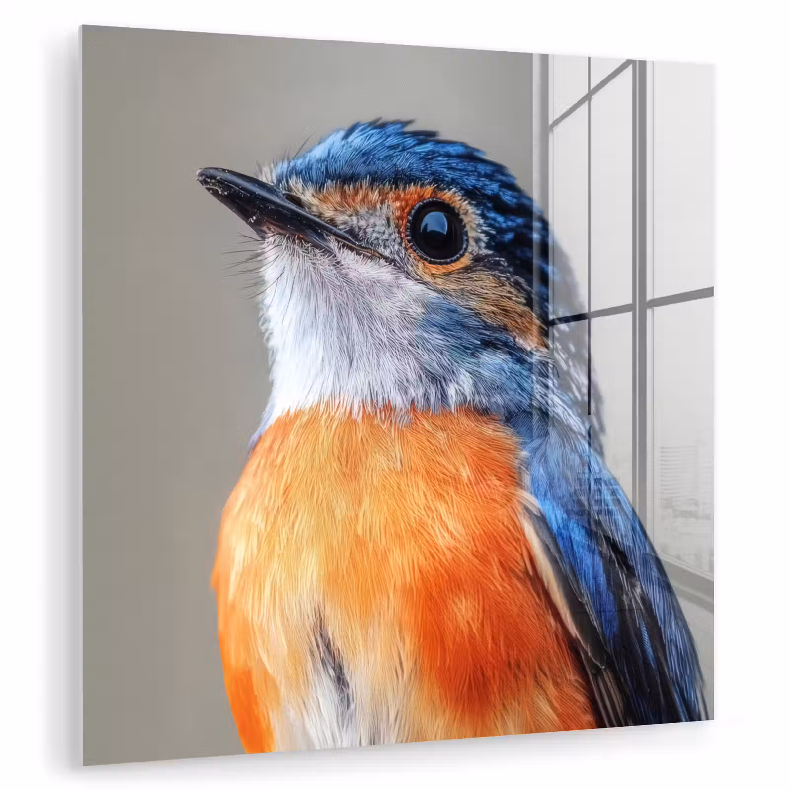 Glas schilderij - Kleurrijk - Vogeltje - Veren - Blauw — 1