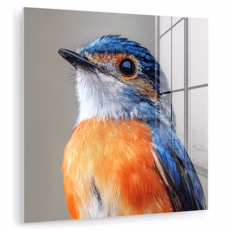 Glas schilderij - Kleurrijk - Vogeltje - Veren - Blauw — 1
