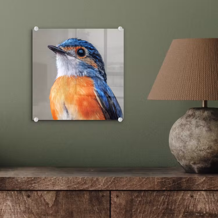 Glas schilderij - Kleurrijk - Vogeltje - Veren - Blauw — 4