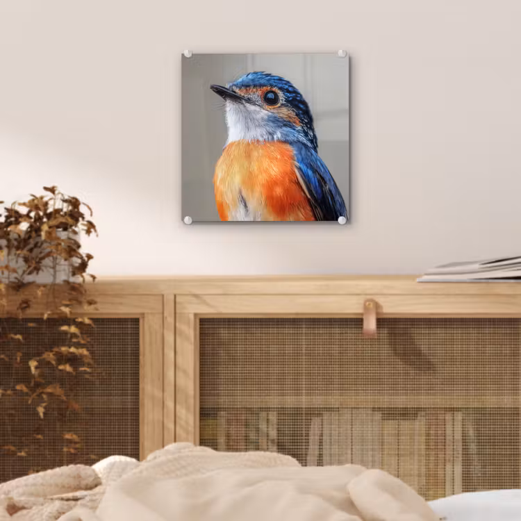 Glas schilderij - Kleurrijk - Vogeltje - Veren - Blauw — 5