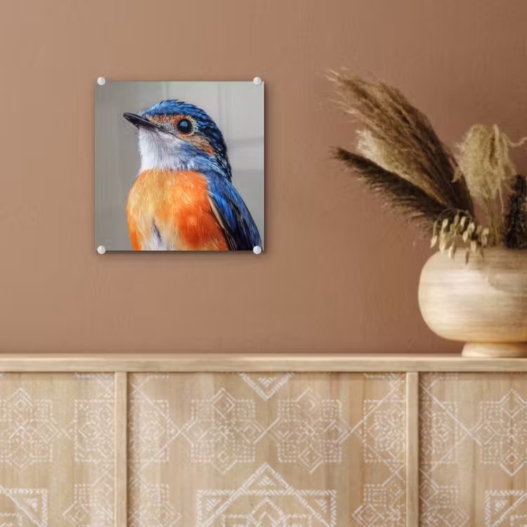 Glas schilderij - Kleurrijk - Vogeltje - Veren - Blauw — 6